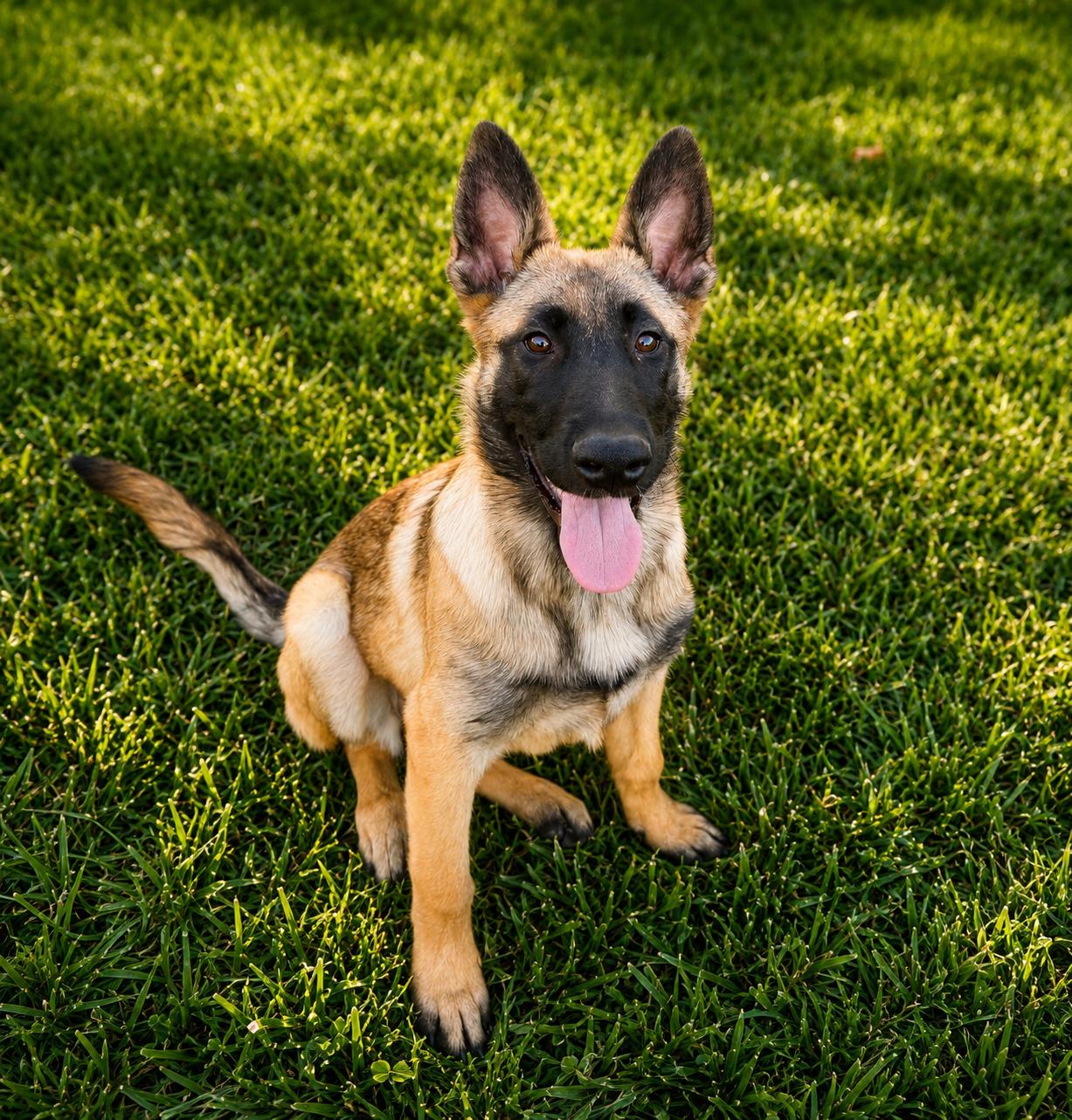 Rebekah, an adoptable mixed breed in Lodi, CA image 3/6