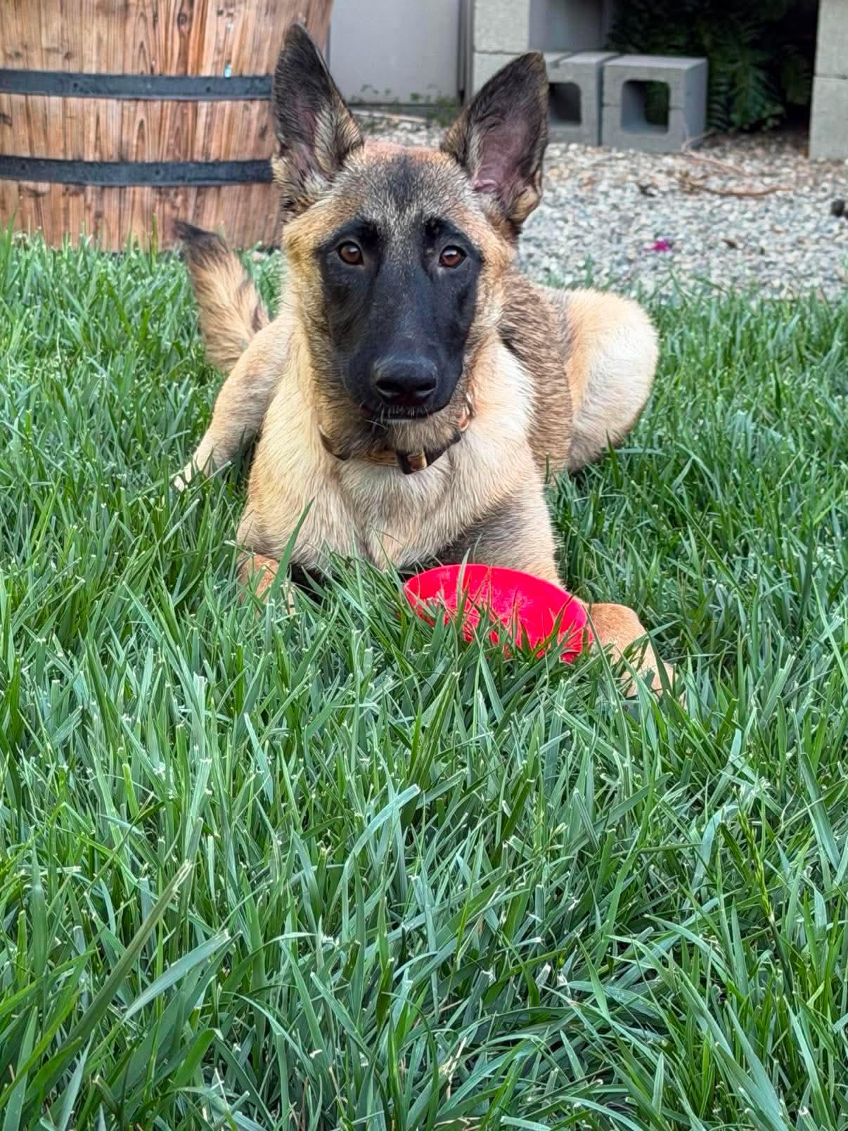Enlarge Rebekah, an adoptable mixed breed in Lodi, CA image 5/5