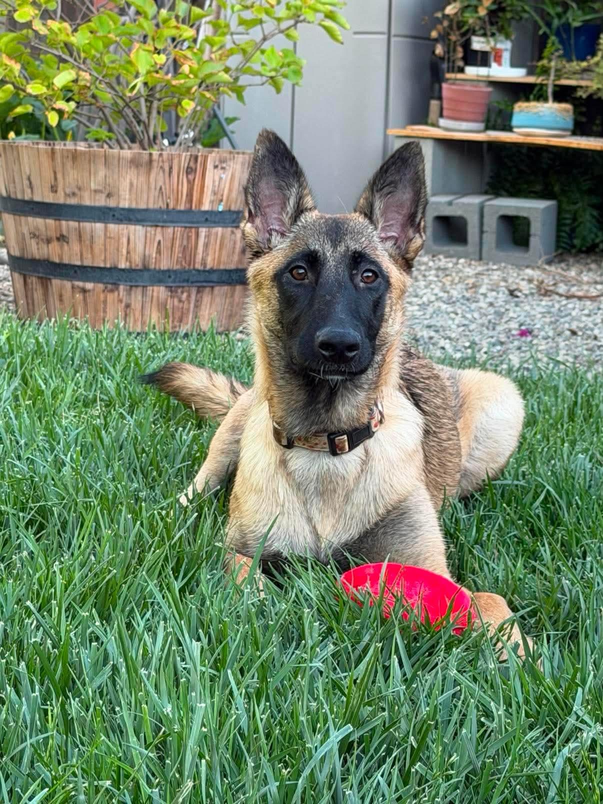 Rebekah, adoptable, Puppy Female Shepherd & Belgian Shepherd / Malinois.