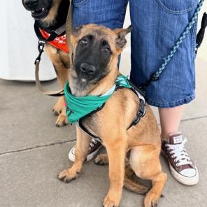 Rebekah, an adoptable mixed breed in Lodi, CA image 6/6