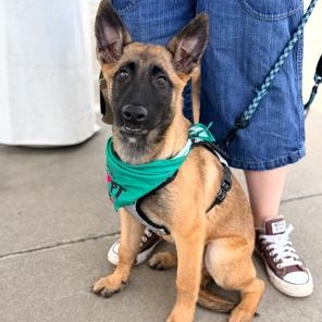 Rebekah, an adoptable mixed breed in Lodi, CA image 5/6