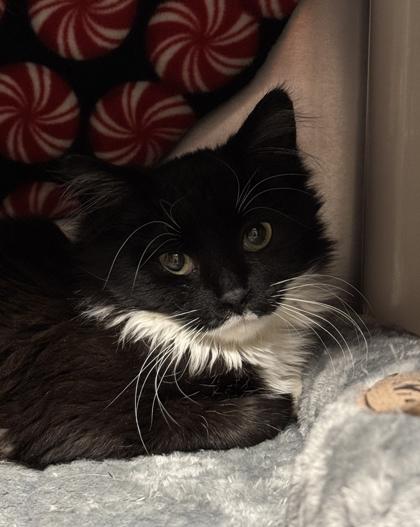 Paramount, ADOPTABLE, Young Male Domestic Long Hair.