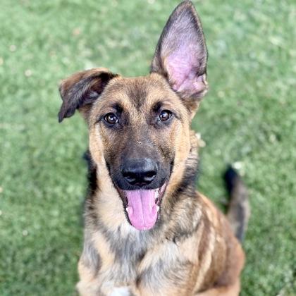 Hugo, Adoptable, Young Male German Shepherd Dog.