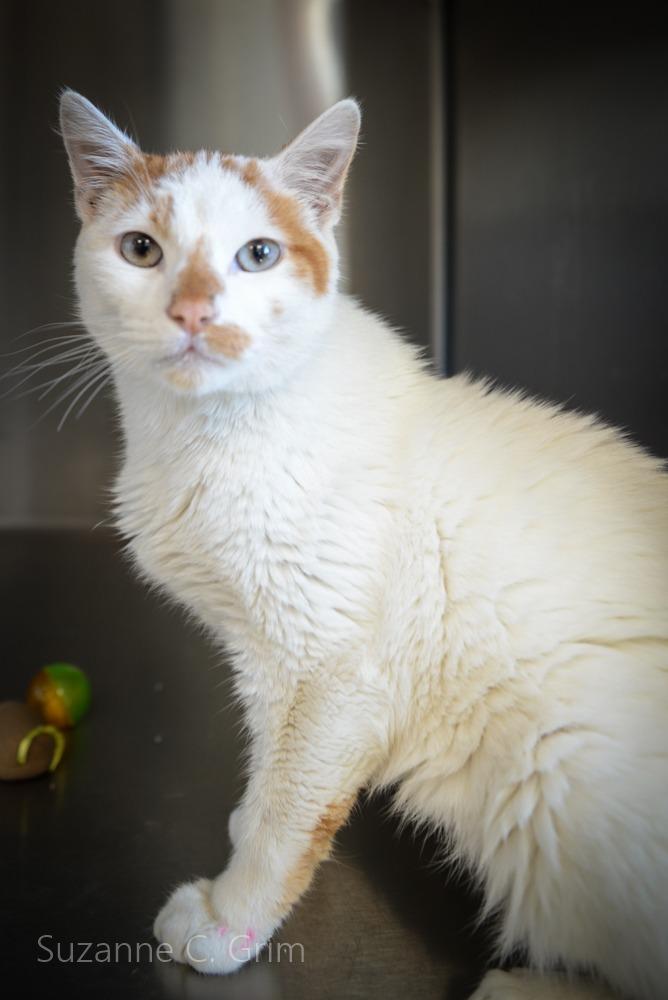 Alvin, Adoptable, Young Male Domestic Short Hair.