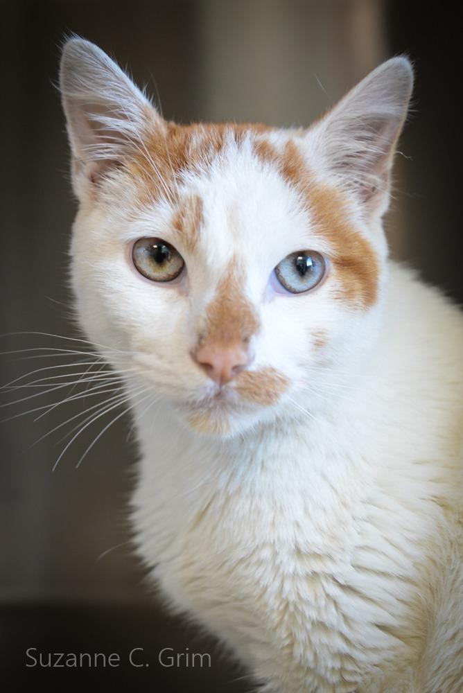 Alvin, a Adoptable mixed breed in New Orleans, LA image 3/5
