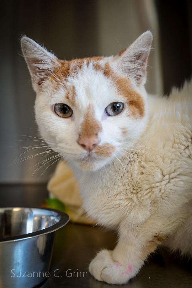 Alvin, a Adoptable mixed breed in New Orleans, LA image 4/5