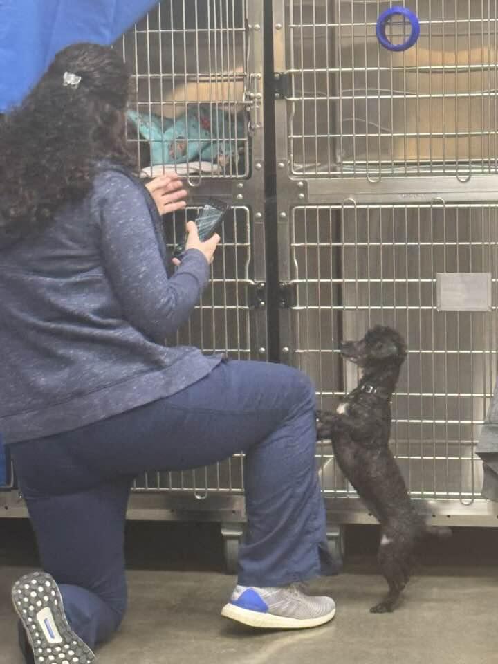 Izzy, Adoptable, Adult Female Poodle.