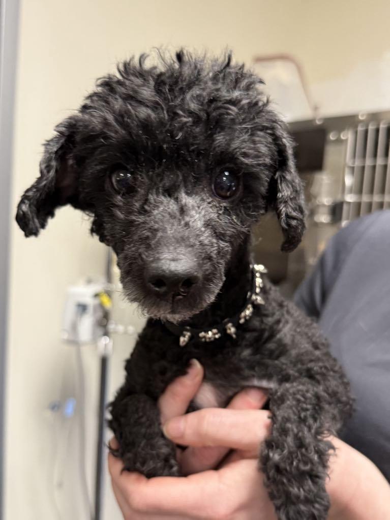 Enlarge Izzy, a Adoptable Poodle in Lee's Summit, MO image 2/3