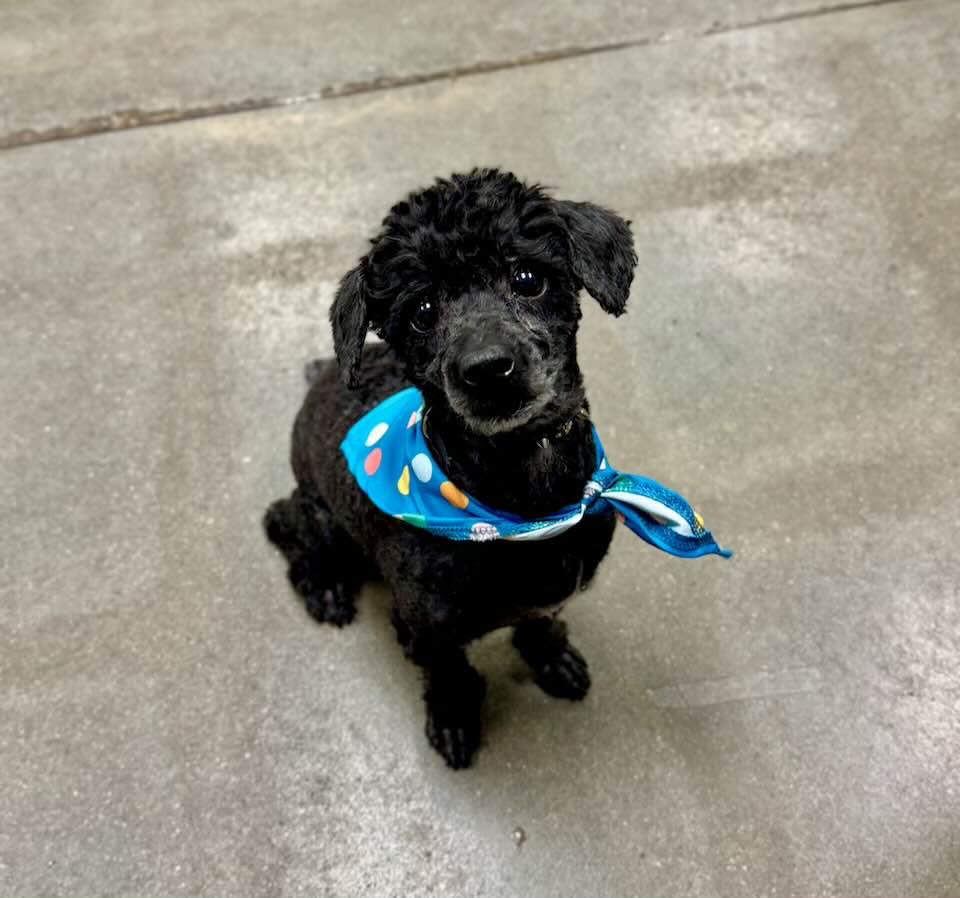 Enlarge Izzy, a Adoptable Poodle in Lee's Summit, MO image 3/3