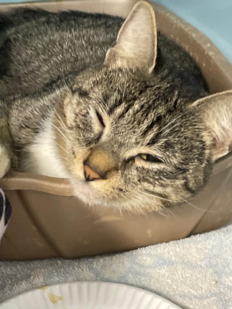 Enlarge Minnie, a Adoptable mixed breed in St. Albans, VT image 1/1