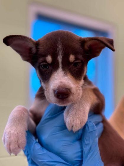 Katya, Adopted, Puppy Female Mixed Breed.