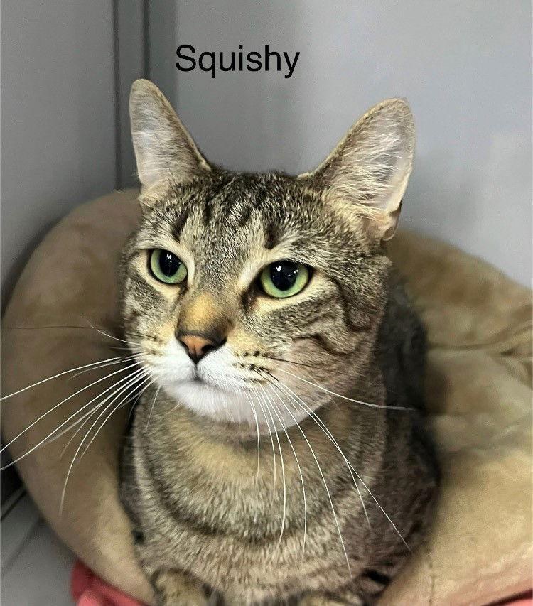 Enlarge Squishy, a Adopted Tabby in Milwaukee, WI image 2/2
