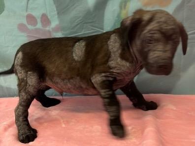 Vernard 26, Adoptable, Puppy Male Labrador Retriever.