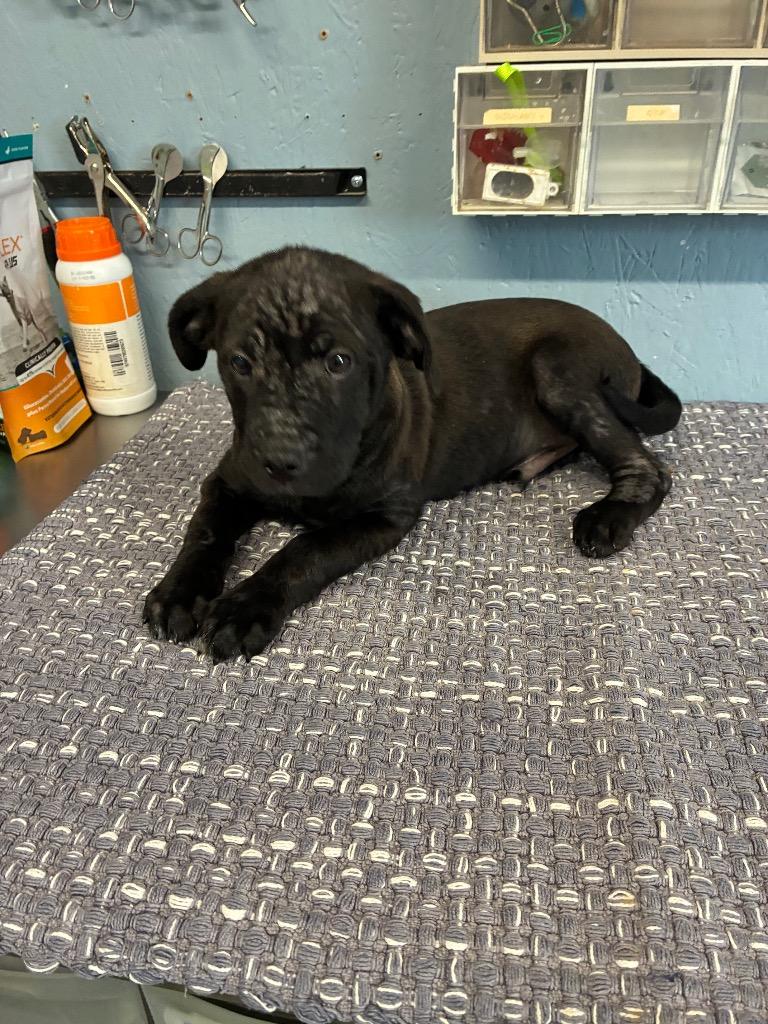 Enlarge Vernard 26, a Adoptable mixed breed in Brookhaven, MS image 2/3
