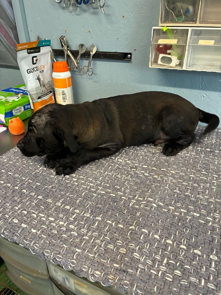 Enlarge Vernard 26, a Adoptable mixed breed in Brookhaven, MS image 3/3