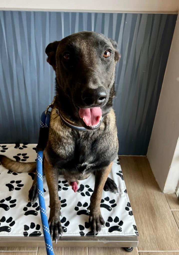 Kobe, Adoptable, Young Male German Shepherd Dog.