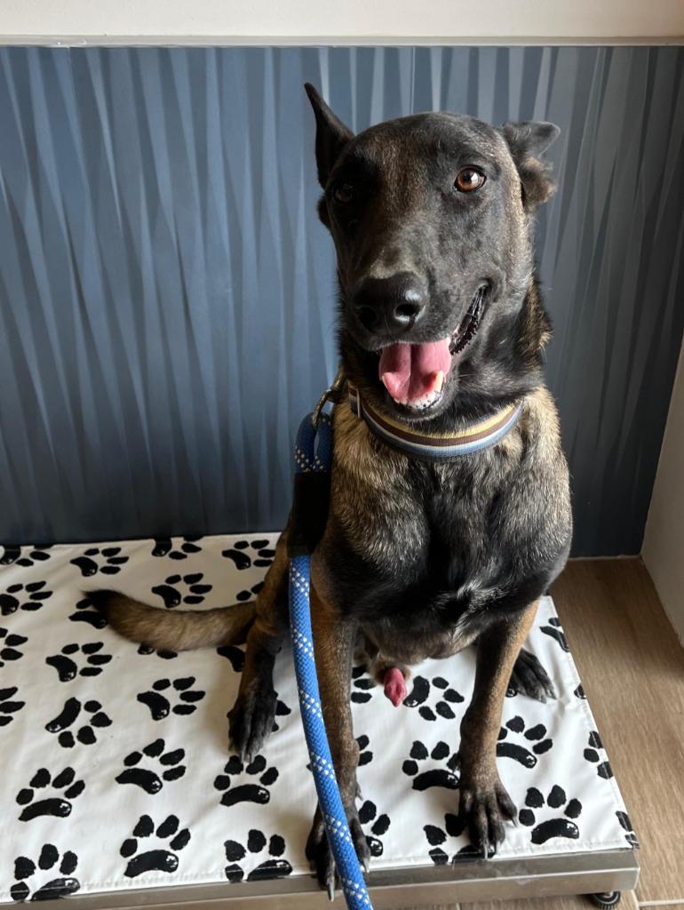 Kobe, a Adoptable German Shepherd Dog in Seattle, WA image 2/3