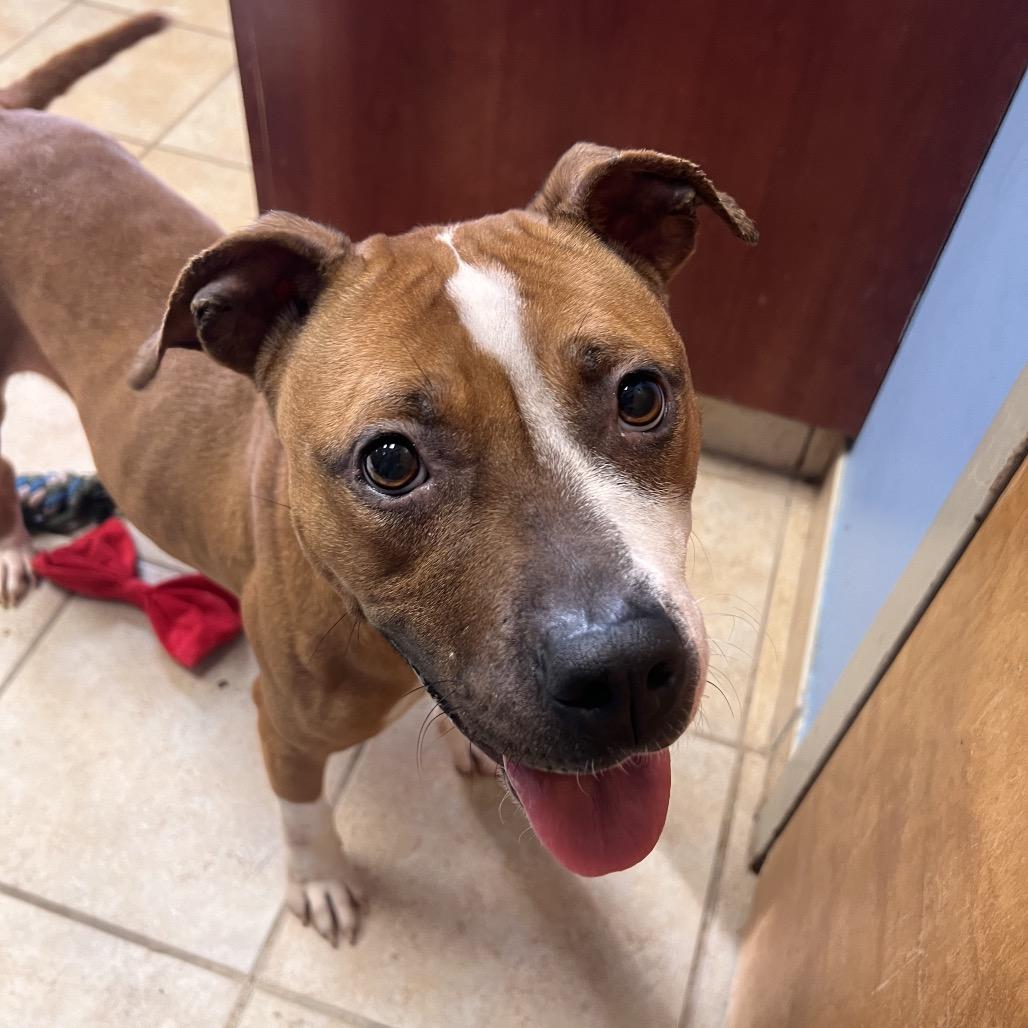 Dottie, Adoptable, Young Female Labrador Retriever.