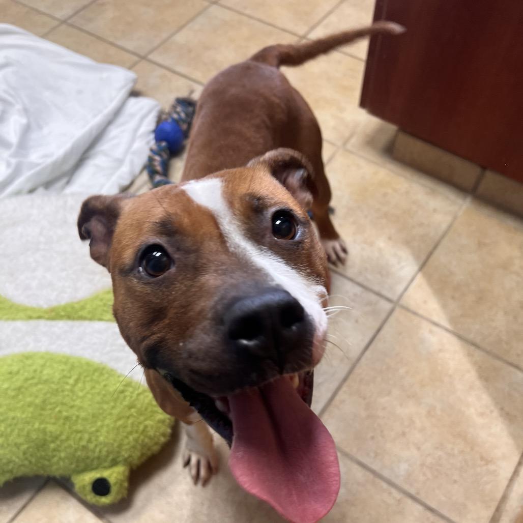 Dottie, a Adoptable mixed breed in Columbus, GA image 2/6