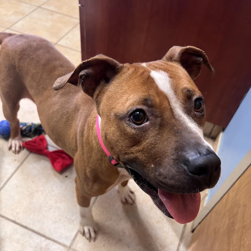 Dottie, a Adoptable mixed breed in Columbus, GA image 3/6