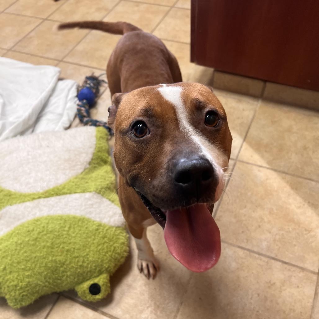 Dottie, a Adoptable mixed breed in Columbus, GA image 4/6