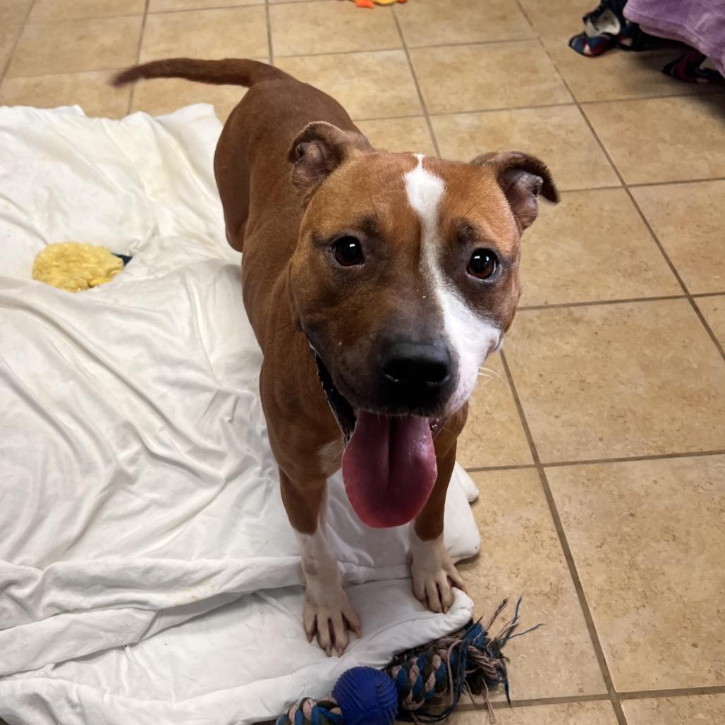 Enlarge Dottie, a Adoptable mixed breed in Columbus, GA image 4/6