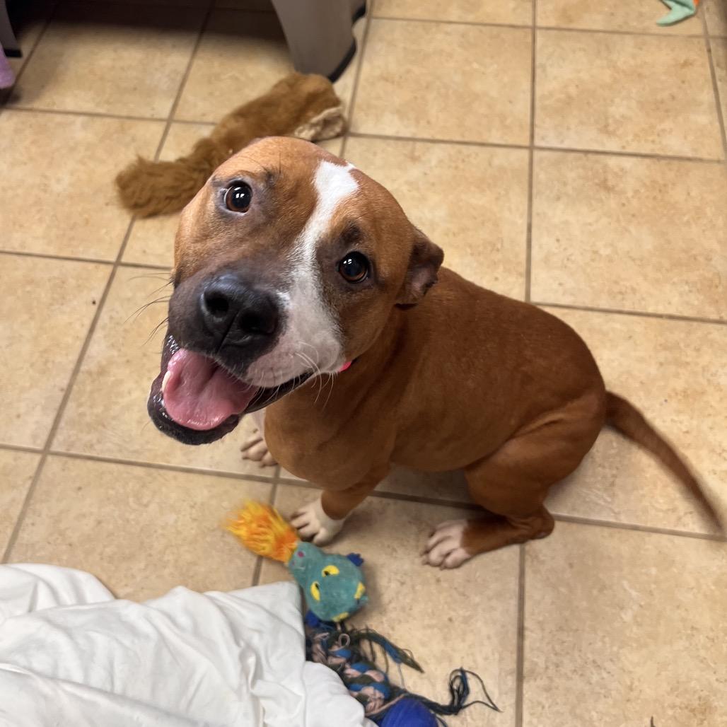 Dottie, a Adoptable mixed breed in Columbus, GA image 5/6