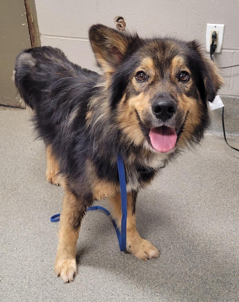 Tippy, Adoptable, Adult Male Shepherd.