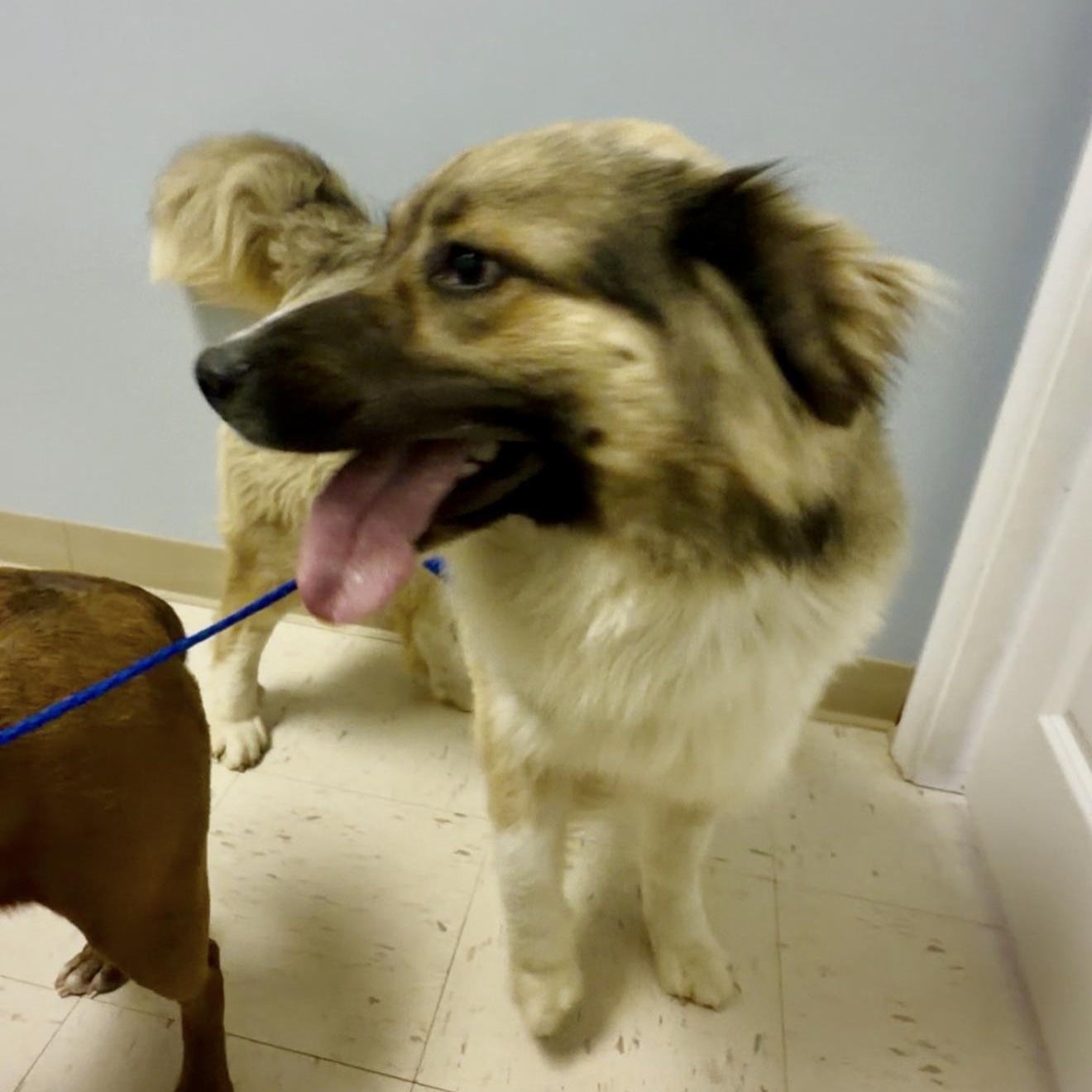 Mopsy , an adopted mixed breed in Junction City, KY image 1/4