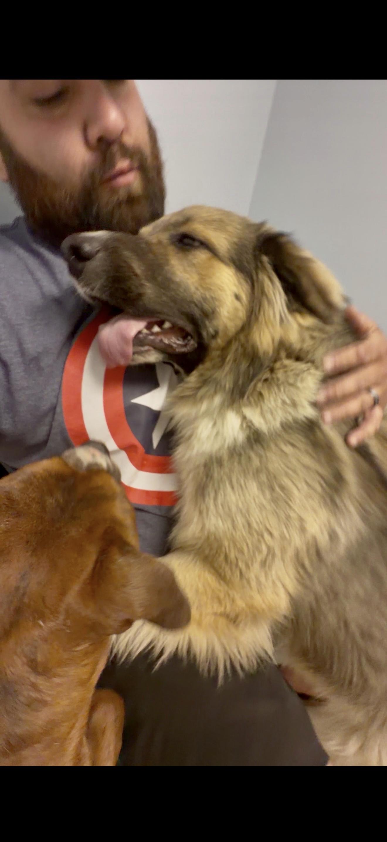 Mopsy , an adopted mixed breed in Junction City, KY image 2/4