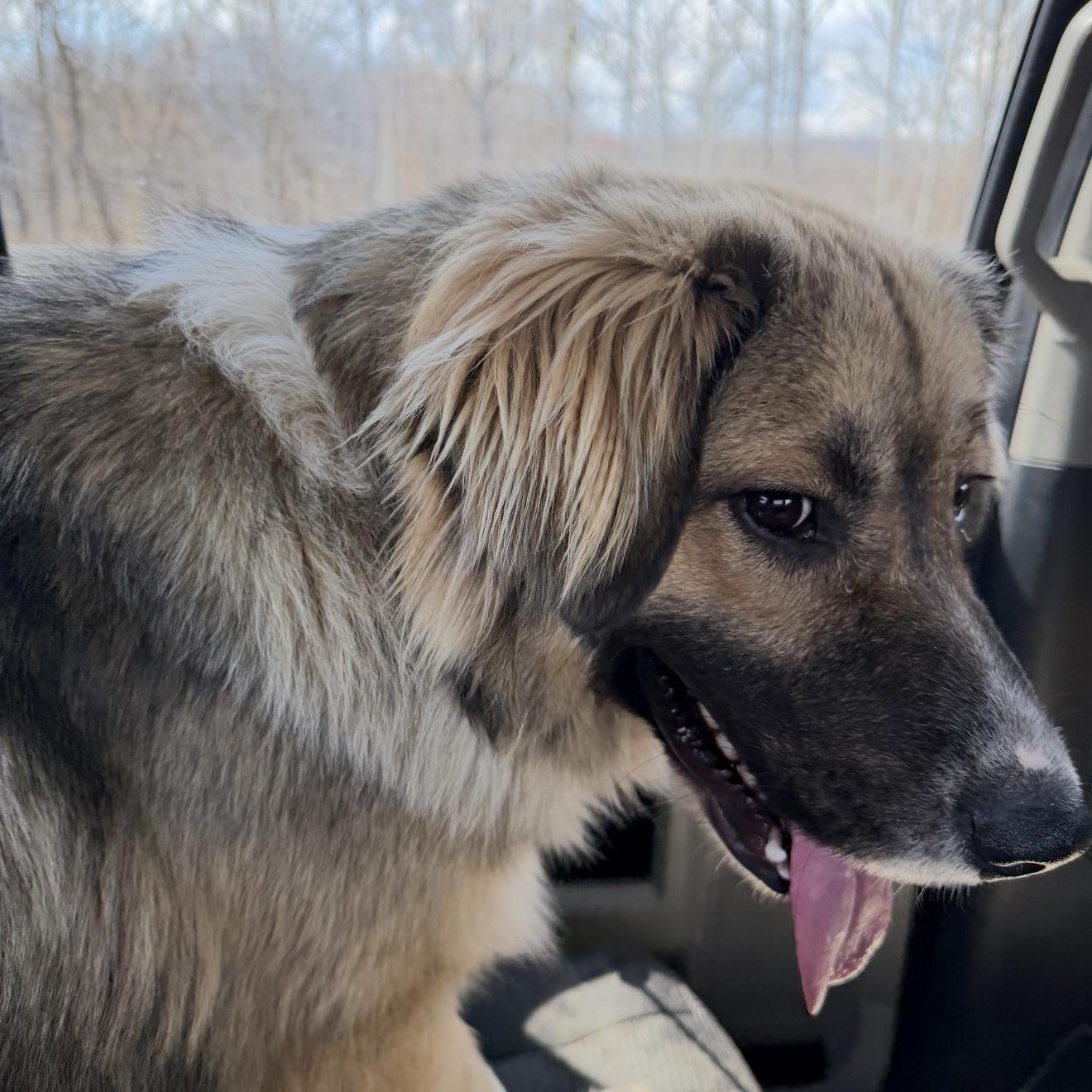 Mopsy , an adopted mixed breed in Junction City, KY image 3/4