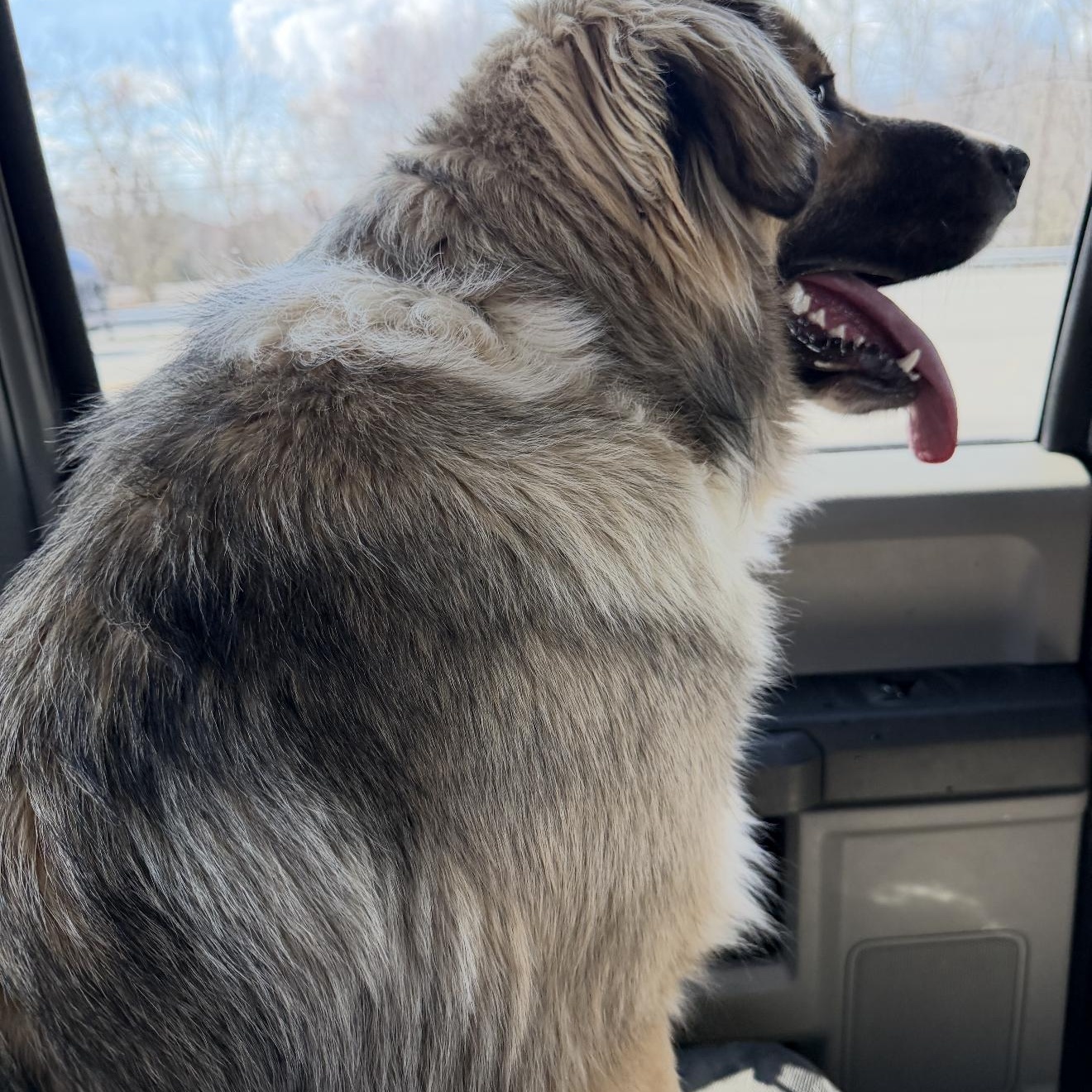 Mopsy , an adopted mixed breed in Junction City, KY image 4/4