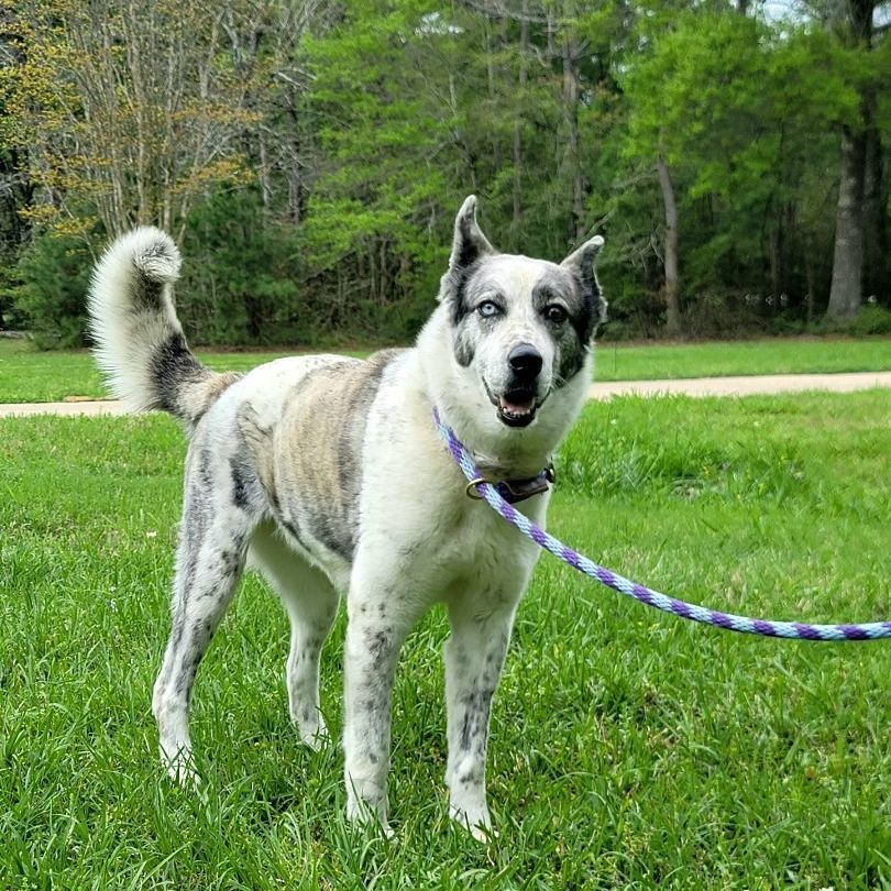 Esperanza, a Adoptable mixed breed in Seattle, WA image 1/6