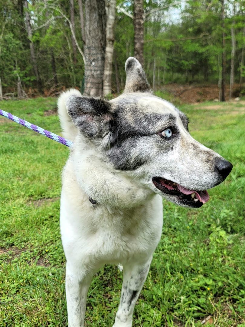 Esperanza, a Adoptable mixed breed in Seattle, WA image 2/6