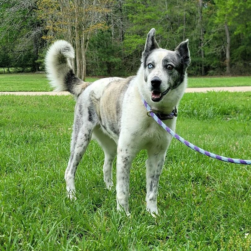 Esperanza, a Adoptable mixed breed in Seattle, WA image 6/6