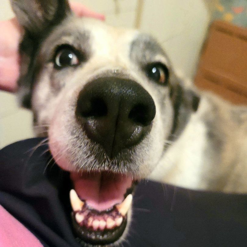 Esperanza, a Adoptable mixed breed in Seattle, WA image 5/6