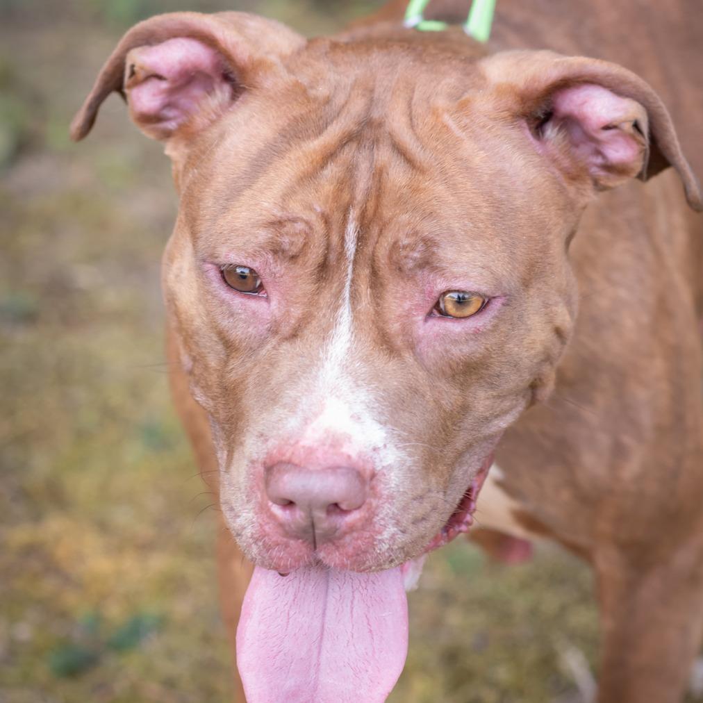 DANICA-29297(MACKEY), Adoptable, Adult Female Pit Bull Terrier.