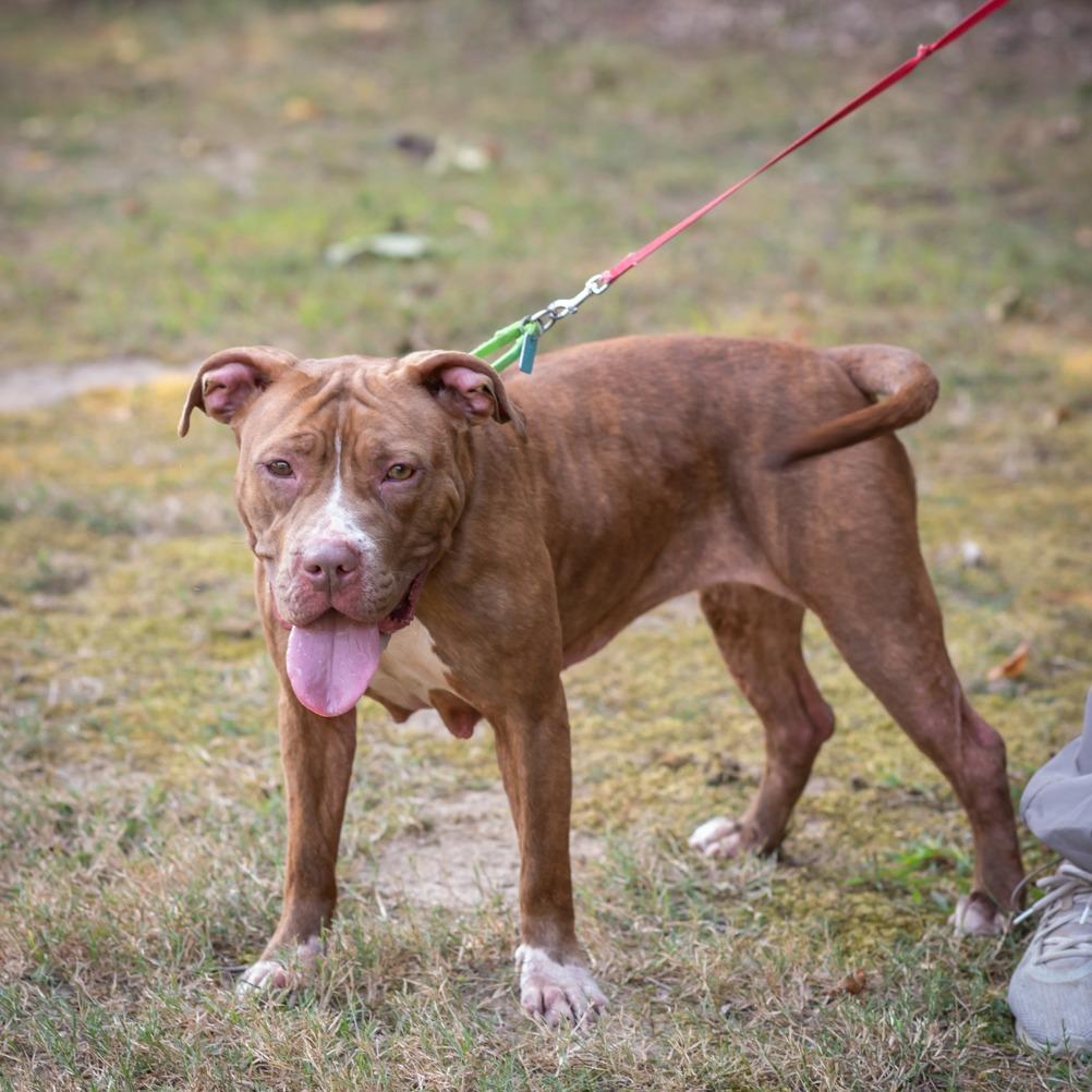 Enlarge DANICA-29297(MACKEY), a Adoptable Pit Bull Terrier in Bartlett, TN image 2/3
