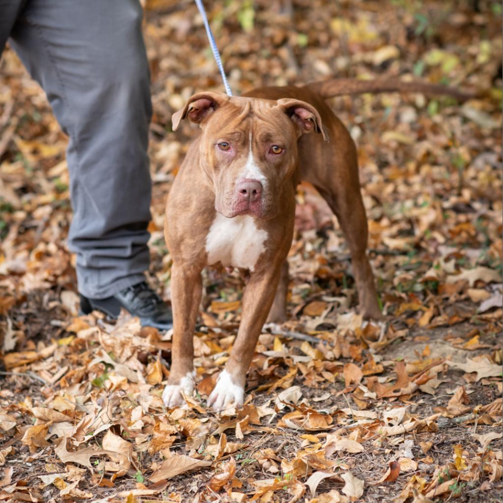 Enlarge DANICA-29297(MACKEY), a Adoptable Pit Bull Terrier in Bartlett, TN image 3/3