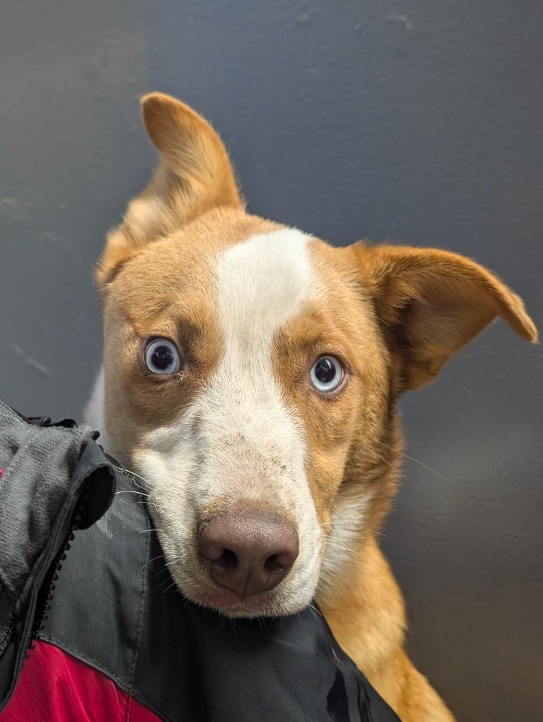 Triumph, a Adopted mixed breed in Virginia, MN image 1/2