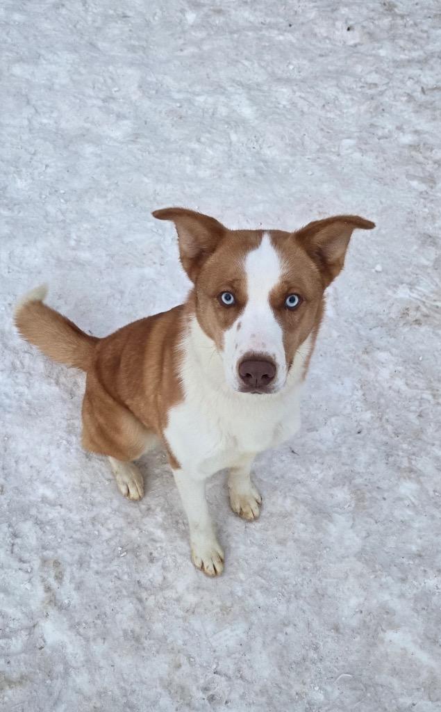 Triumph, a Adopted mixed breed in Virginia, MN image 2/2