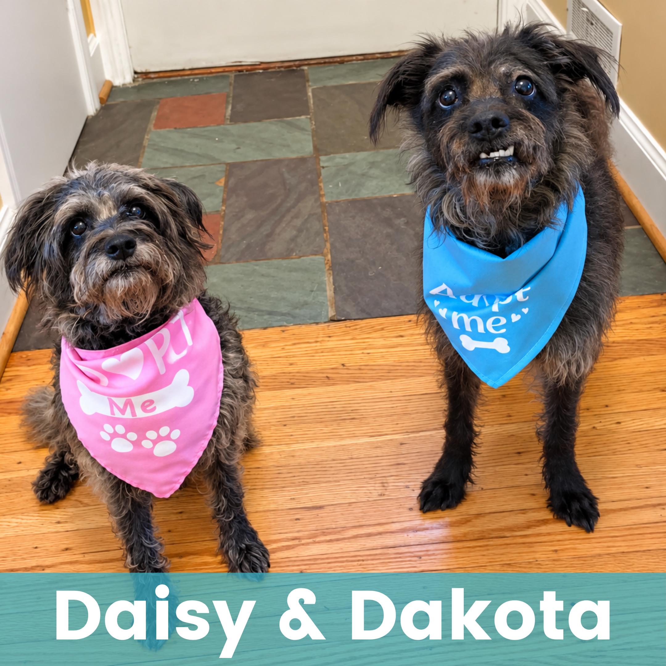 Daisy & Dakota, ADOPTABLE, Senior Female Mixed Breed.
