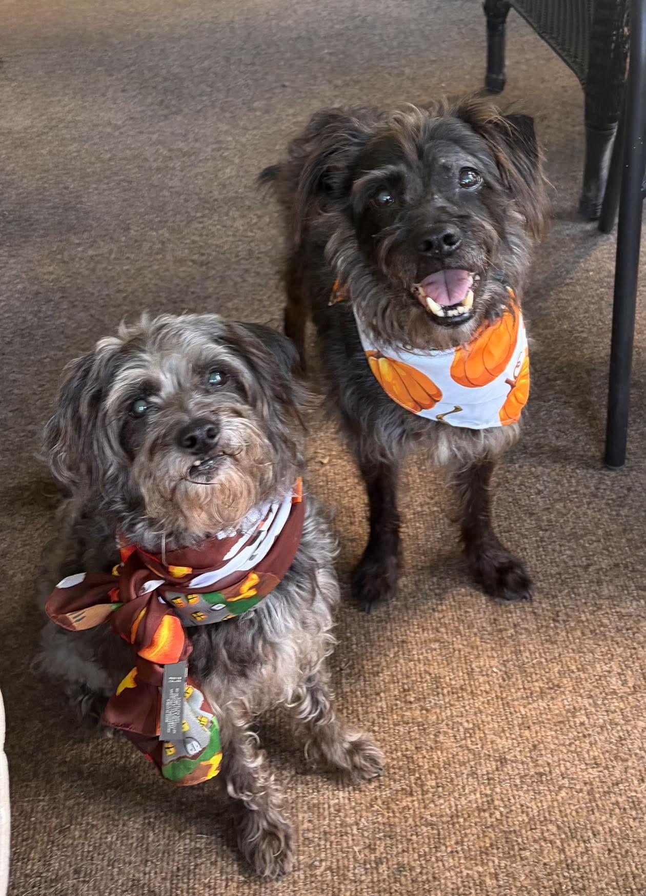 Enlarge Daisy & Dakota, a ADOPTABLE Mixed Breed in Rochester , NY image 2/6