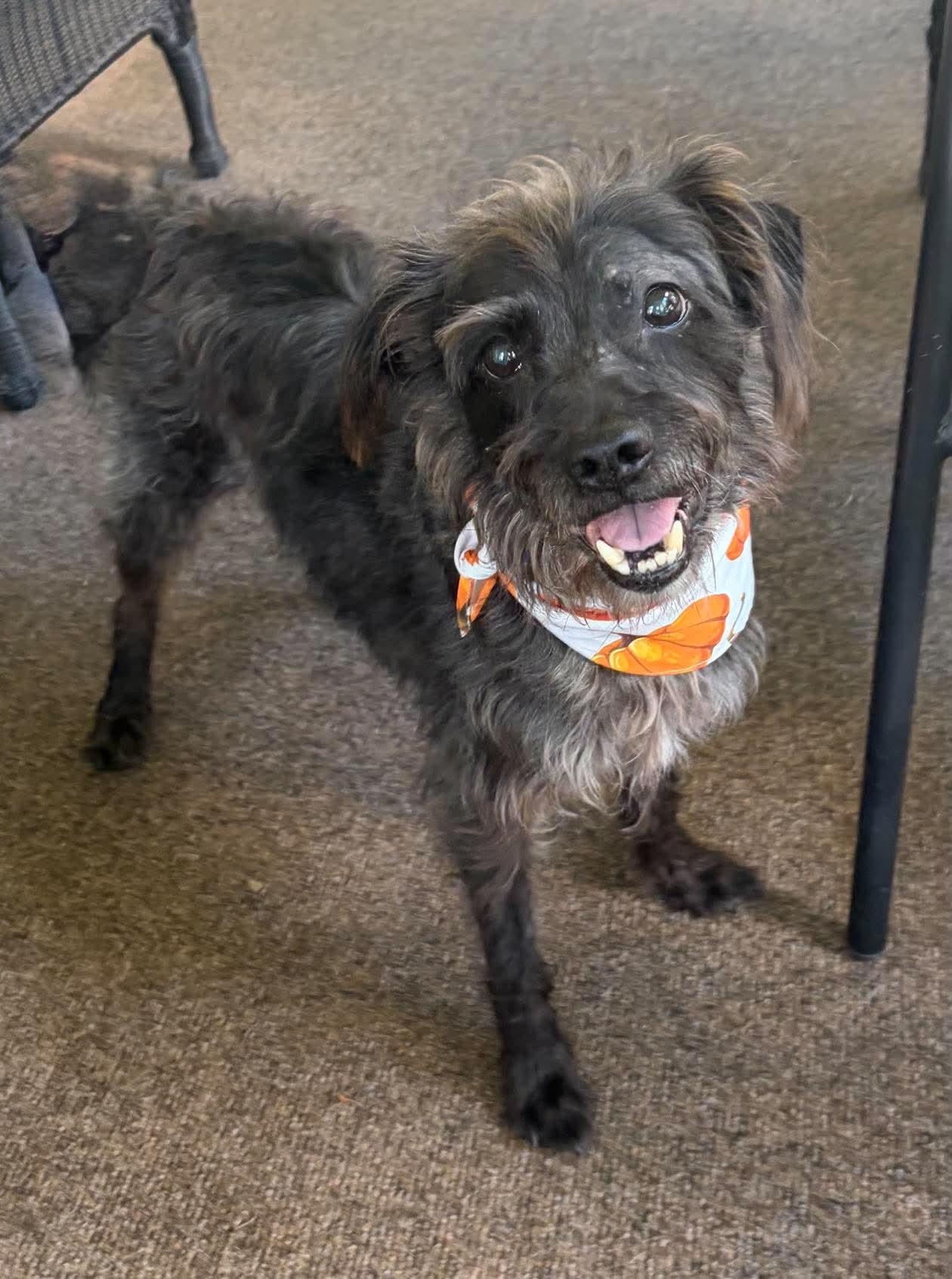 Enlarge Daisy & Dakota, a ADOPTABLE Mixed Breed in Rochester , NY image 6/6
