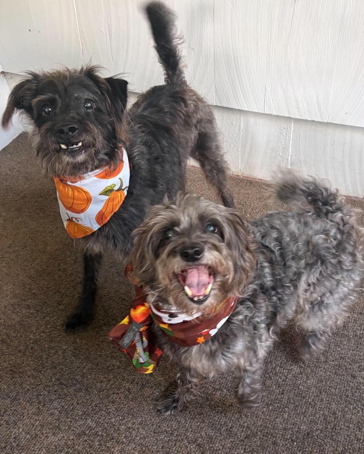 Enlarge Daisy & Dakota, a ADOPTABLE Mixed Breed in Rochester , NY image 5/6