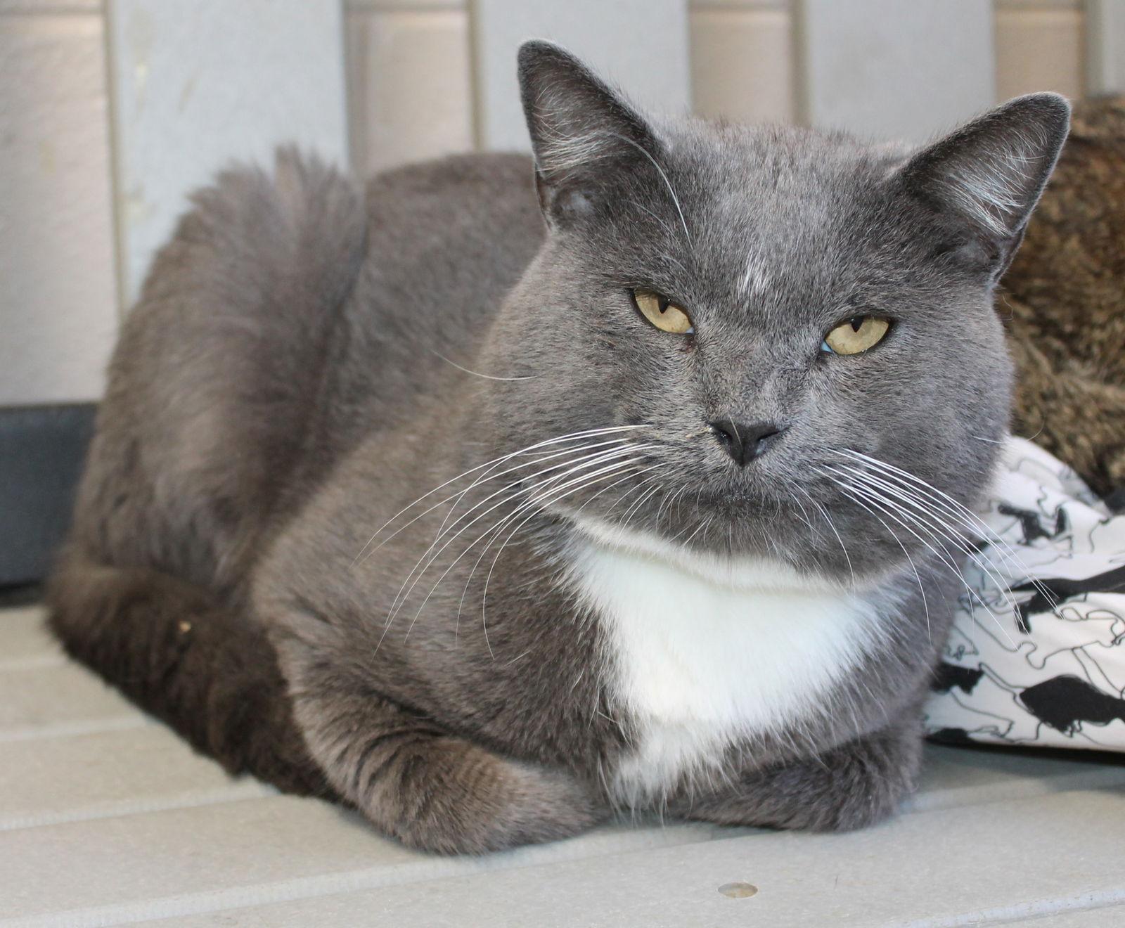 Enlarge Diesel - 42634, a Adoptable Domestic Short Hair in Prattville, AL image 1/3