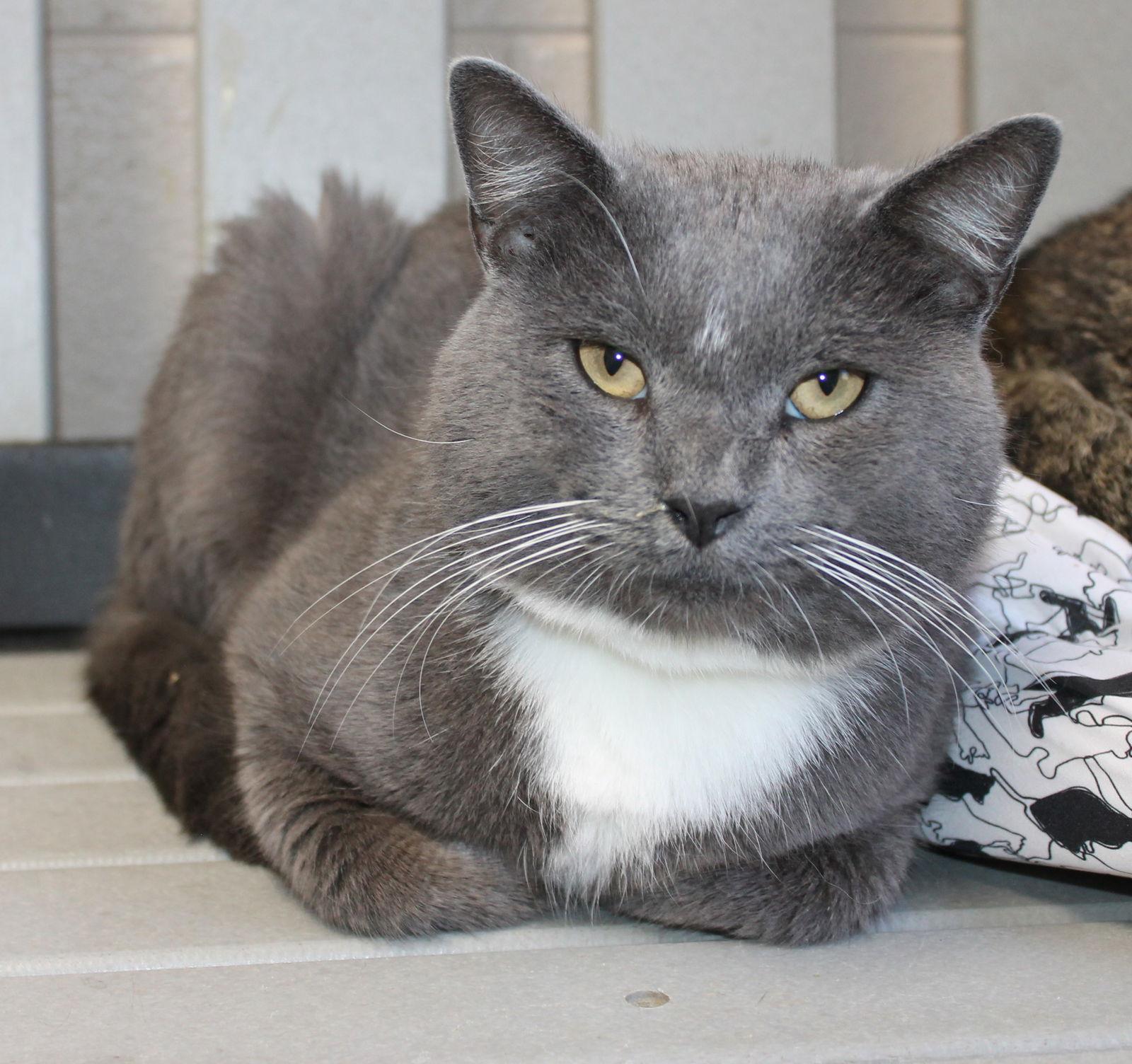 Enlarge Diesel - 42634, a Adoptable Domestic Short Hair in Prattville, AL image 2/3