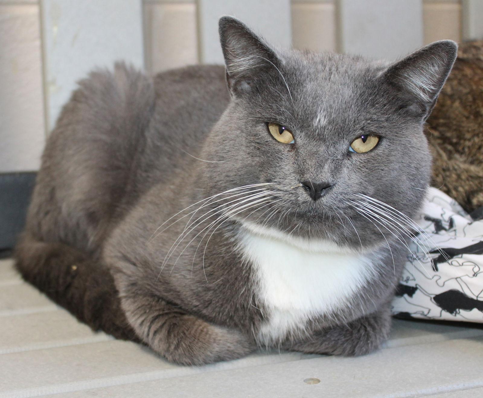 Diesel - 42634, Adoptable, Adult Male Domestic Short Hair.