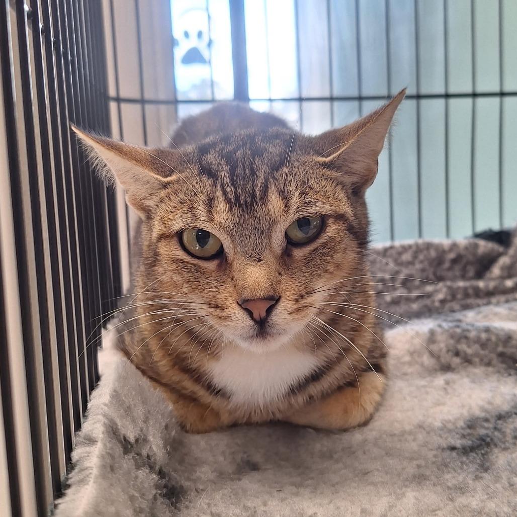 Cocoon, Adoptable, Young Female Domestic Short Hair.