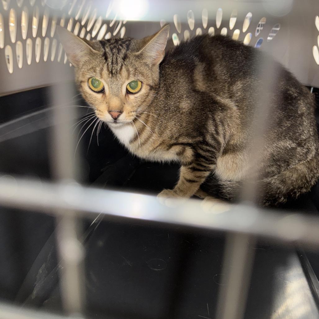 Enlarge Cocoon, a Adoptable Domestic Short Hair in Attica, NY image 2/2